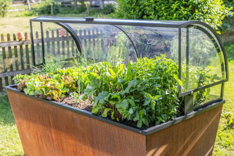 Cortenstahl Hochbeet mit geöffneter Abdeckung und üppigem Salatbeet